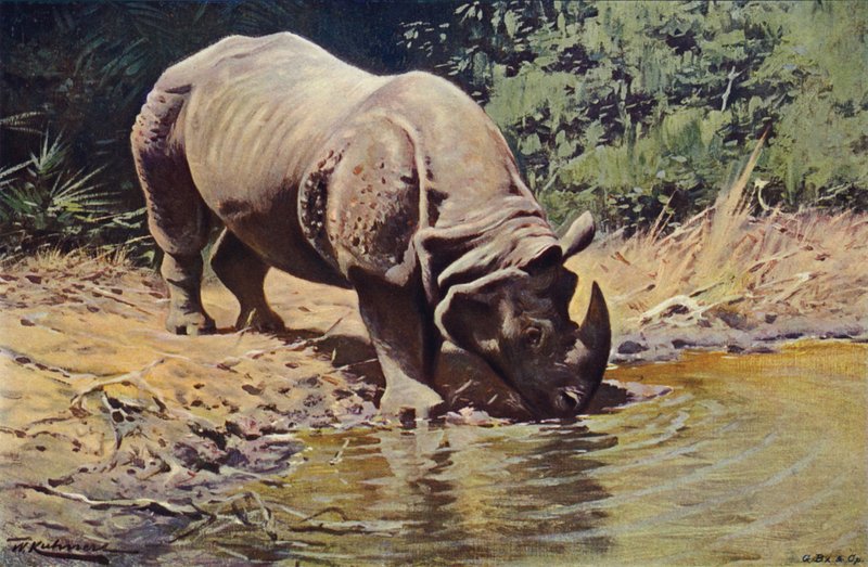 Rinoceronte indio de after Wilhelm Kuhnert