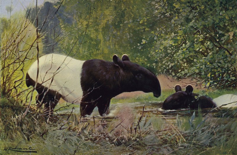 Tapir indio de after Wilhelm Kuhnert
