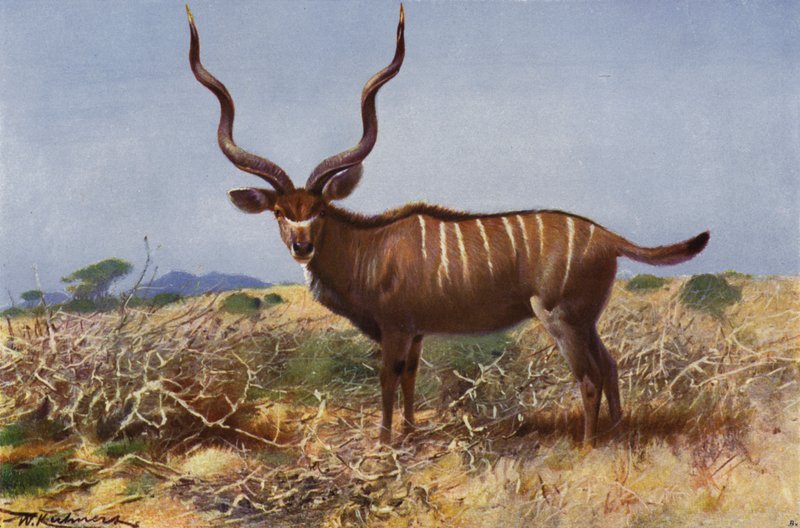 Kudu de after Wilhelm Kuhnert