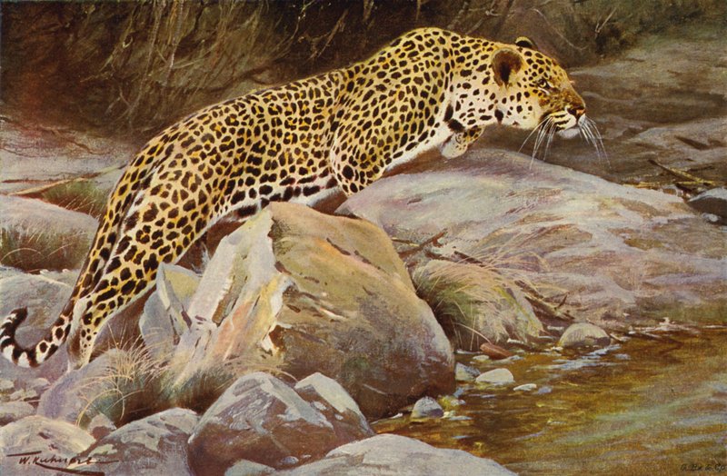 Leopardo de after Wilhelm Kuhnert