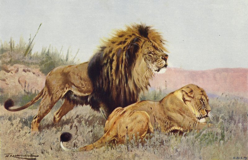 León y Leona de after Wilhelm Kuhnert