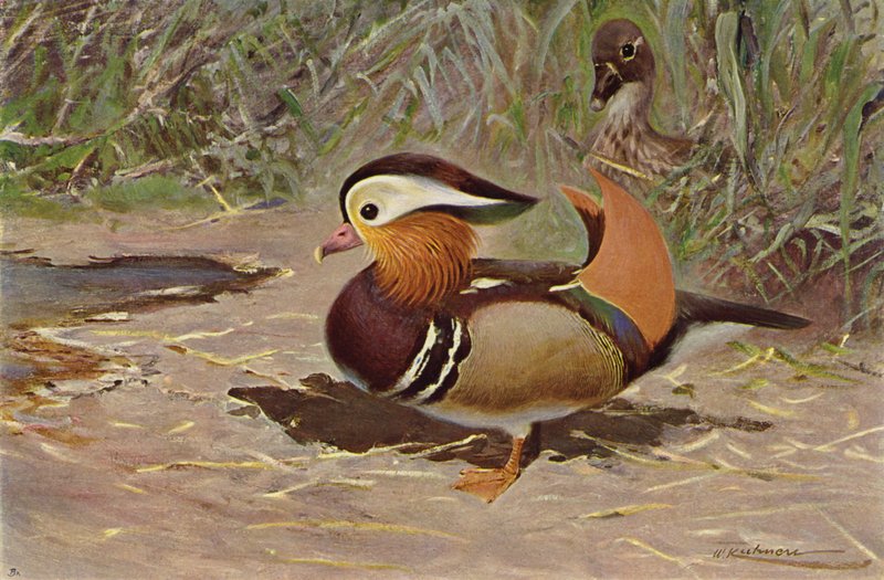Pato Mandarín de after Wilhelm Kuhnert