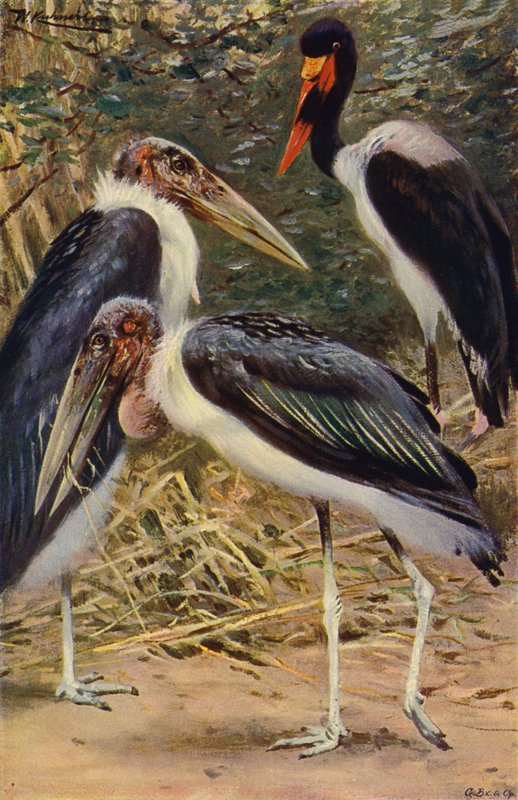 Marabú y jabirú de after Wilhelm Kuhnert