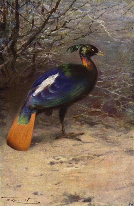 Monal de after Wilhelm Kuhnert