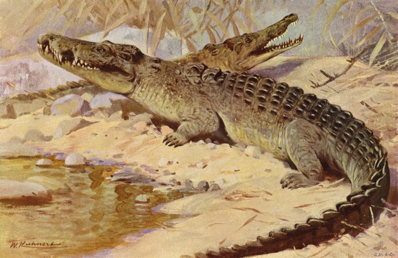 Cocodrilo del Nilo de after Wilhelm Kuhnert