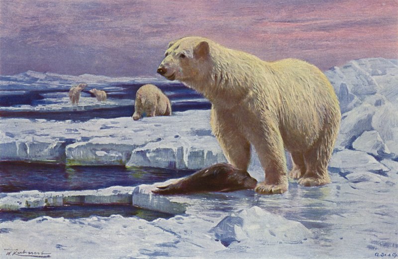 Oso polar de after Wilhelm Kuhnert