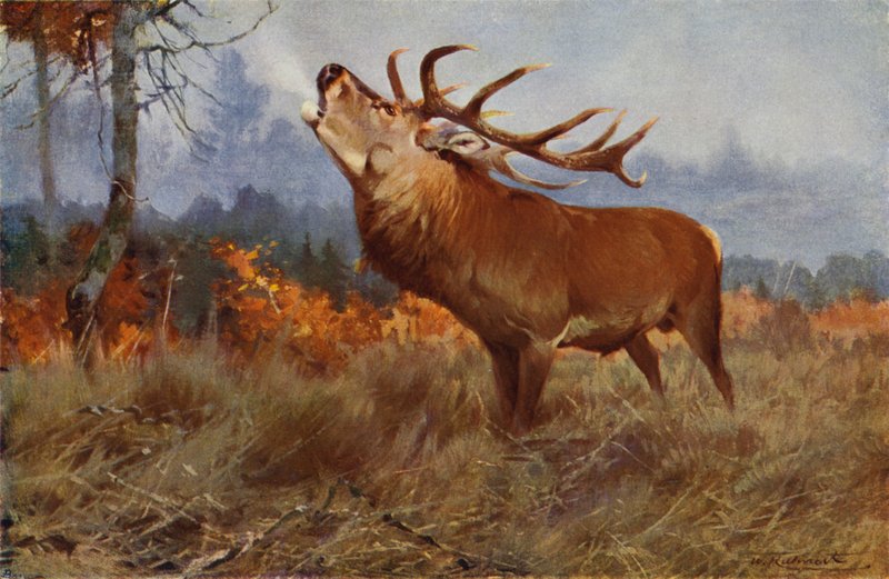 Ciervo Rojo de after Wilhelm Kuhnert