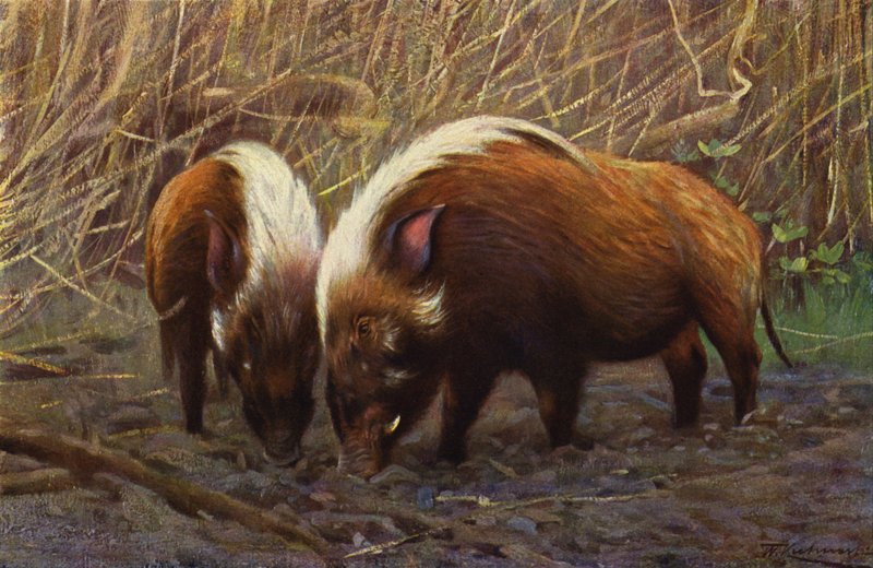 Cerdo de río de after Wilhelm Kuhnert