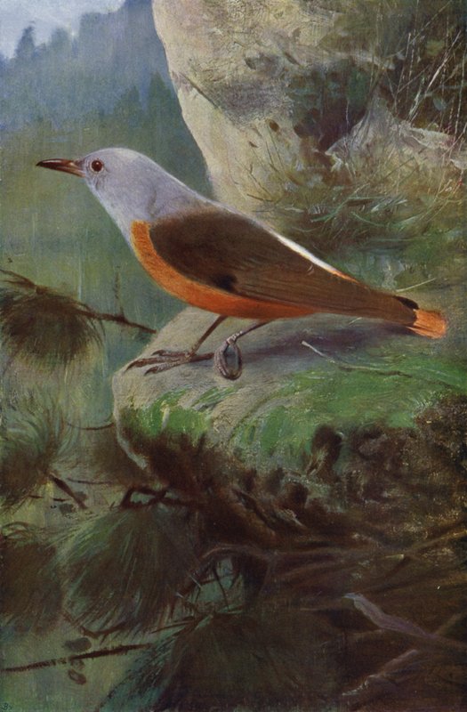 Roquero de after Wilhelm Kuhnert