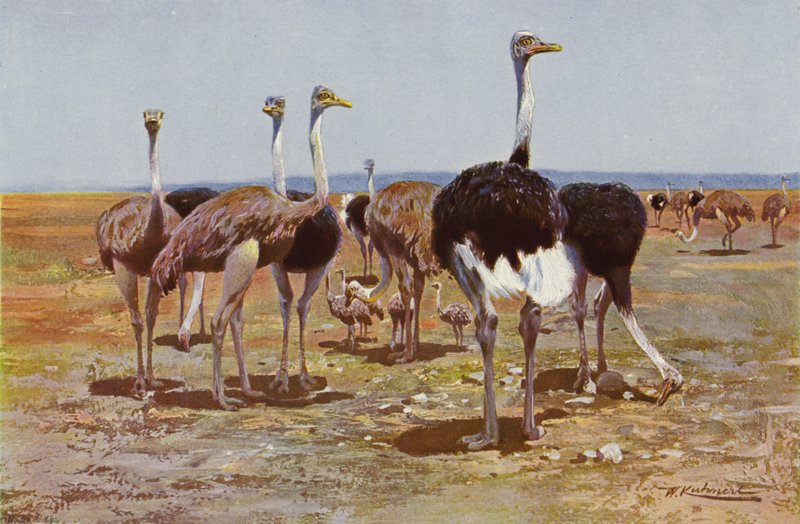 Avestruz somalí de after Wilhelm Kuhnert