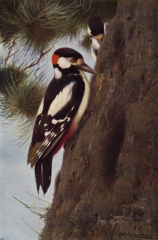 Pico Picapinos de after Wilhelm Kuhnert