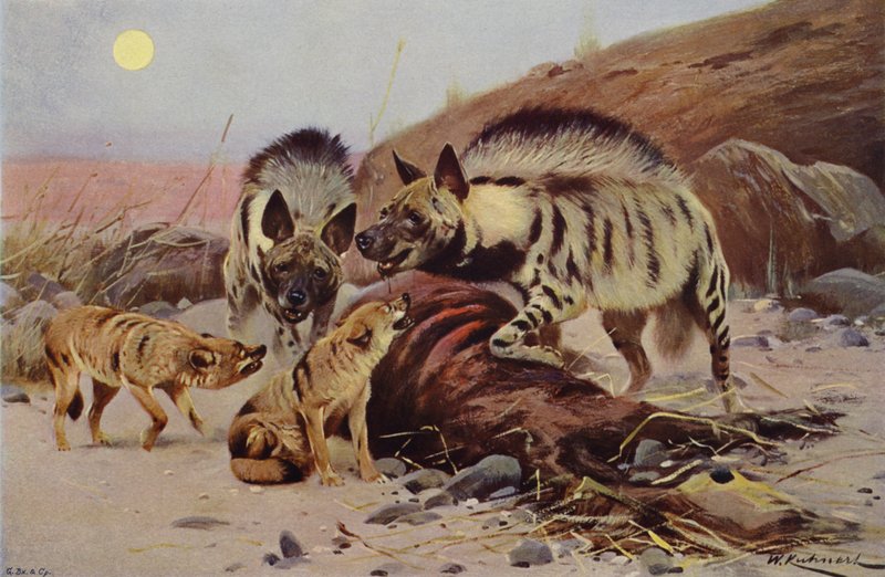 Hiena Rayada y Chacal de after Wilhelm Kuhnert