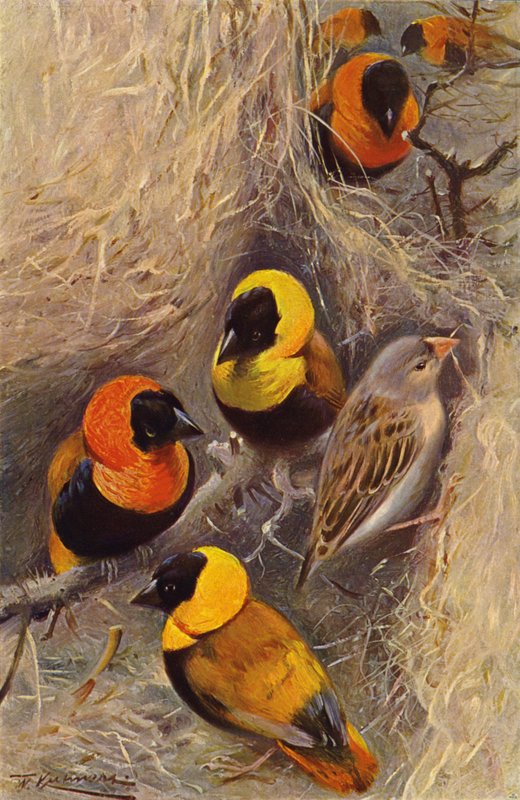 Pájaros tejedores de after Wilhelm Kuhnert